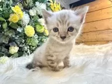 ベンガル【愛媛県・男の子・2025年10月4日・リンクスチャコール・スポテッド・タビー(ロゼット)】の写真9