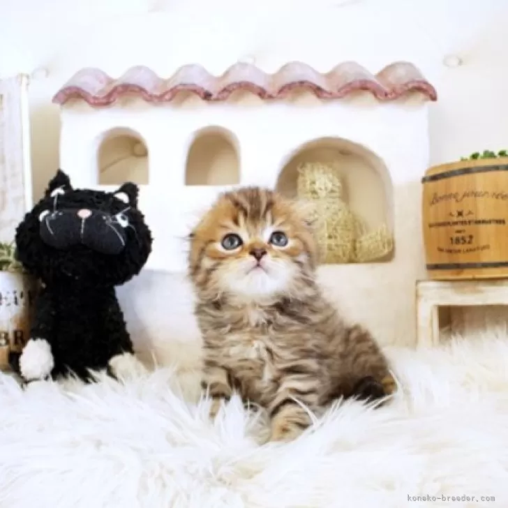 ID:2404-01796の子猫