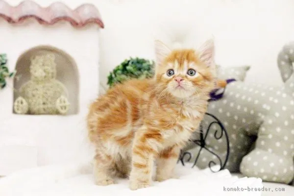 ID：1703-00043の子猫