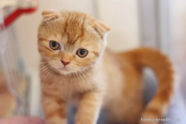 ID:1509-00320の子猫
