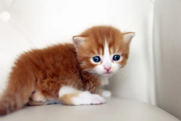 ID：1404-00019の子猫