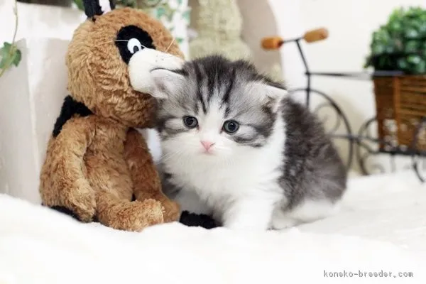 ID：1805-01028の子猫