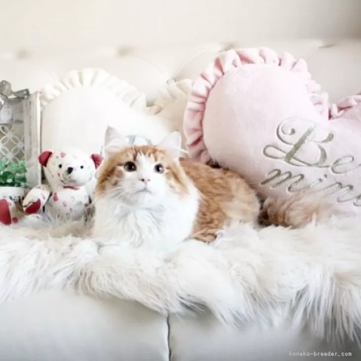 ID:2307-03263の子猫