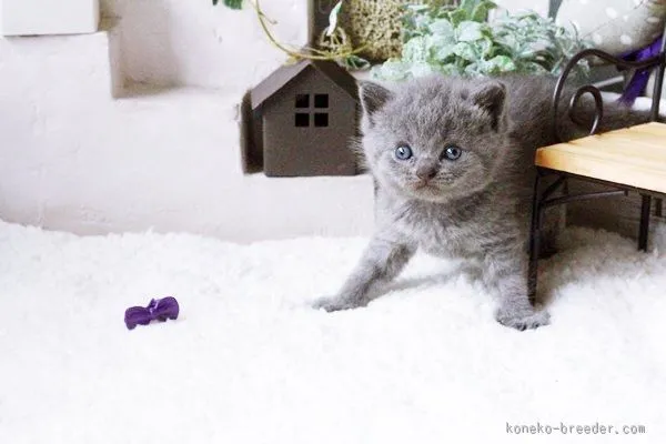 ID：1507-00315の子猫