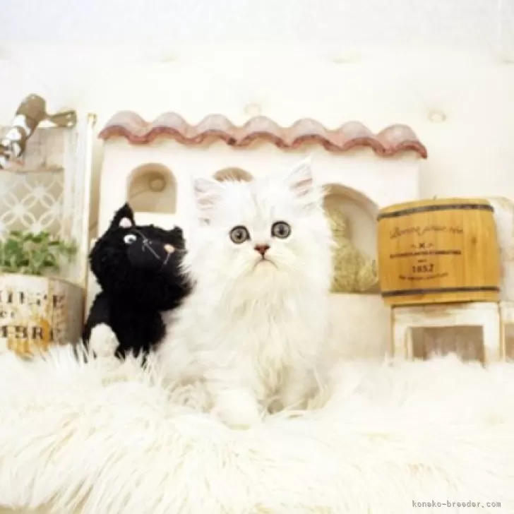 ID：2410-01556の子猫