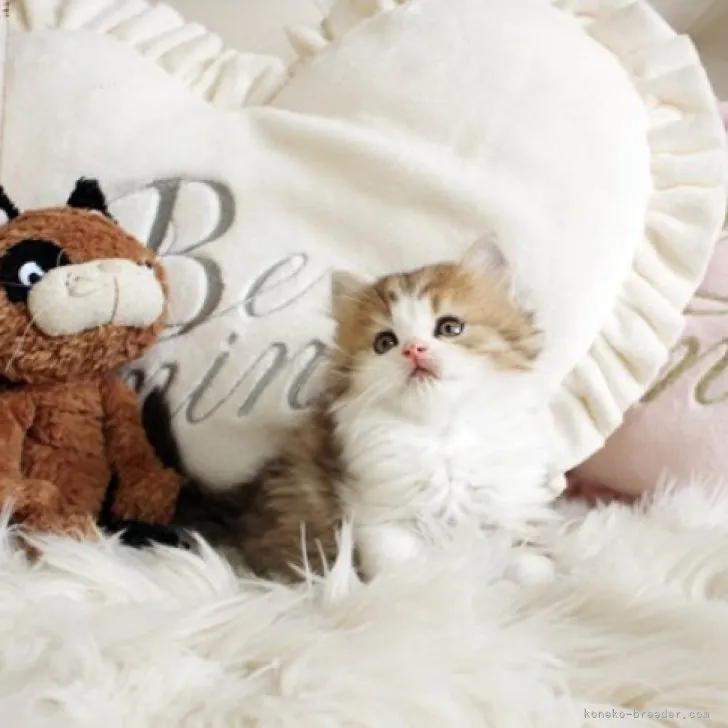 ID：2310-02603の子猫