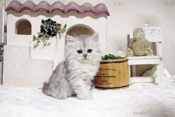 H.H 様のお迎えした子猫