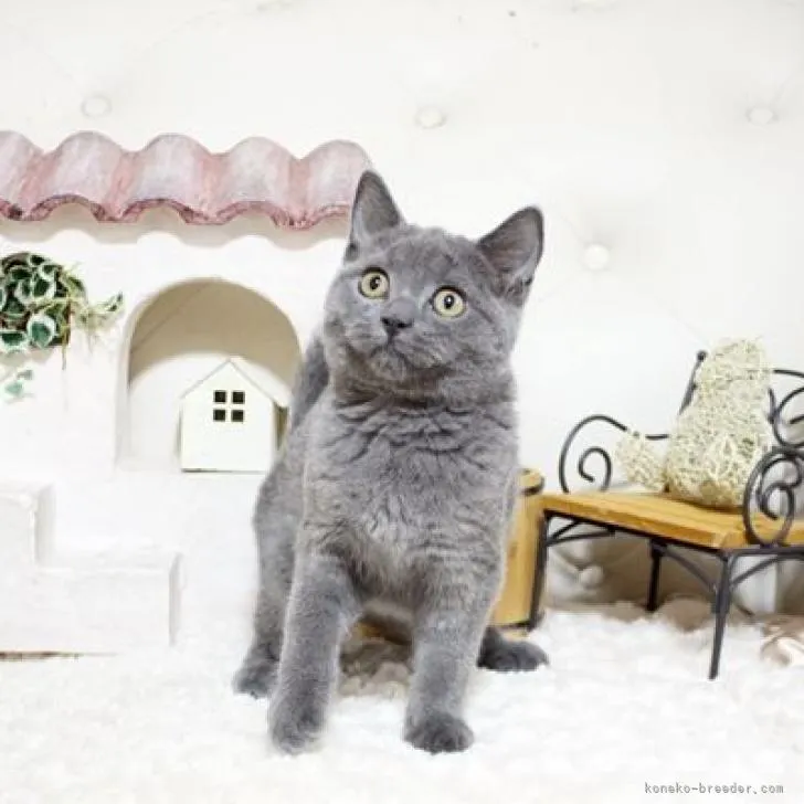 ID:2208-01073の子猫