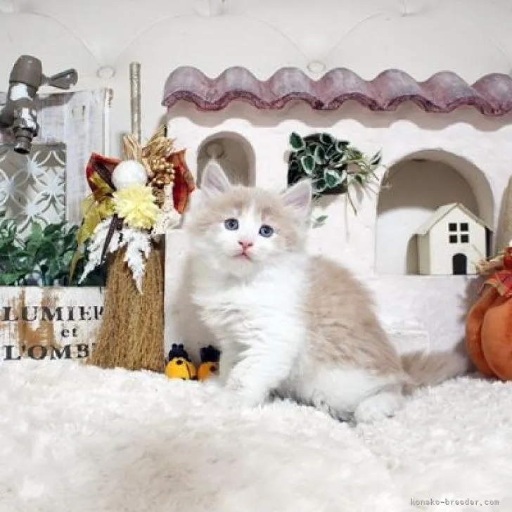 ID:2210-01859の子猫