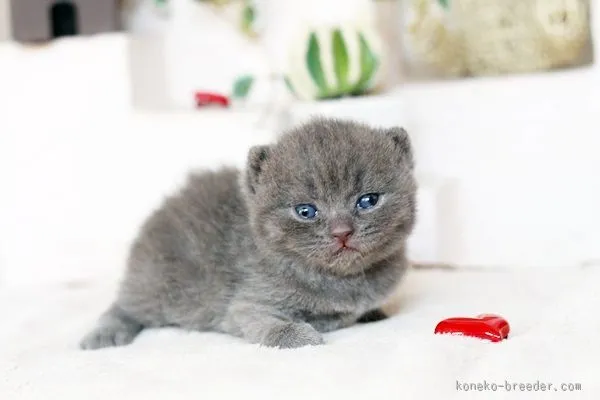 ID：1602-00232の子猫