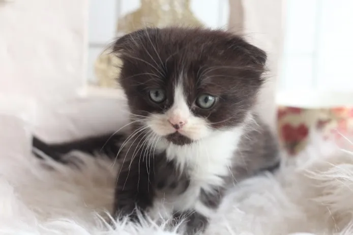 ID:1311-00063の子猫