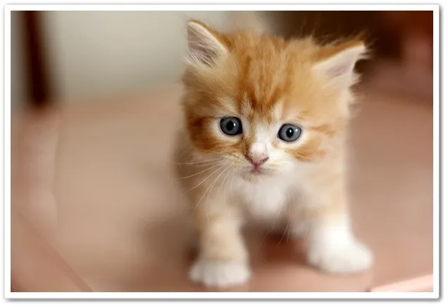ID:1310-00252の子猫