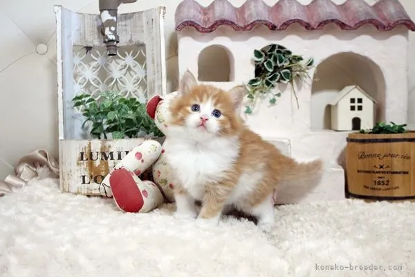 ID：2203-00397の子猫