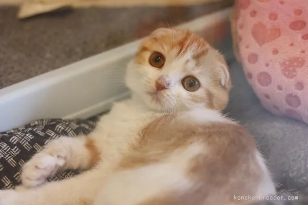 ID:1512-00219の子猫
