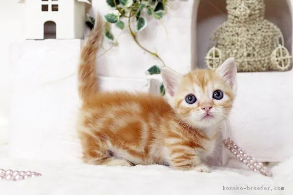 ID:1603-00648の子猫