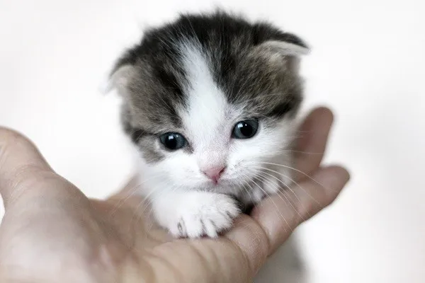 ID:1404-00126の子猫