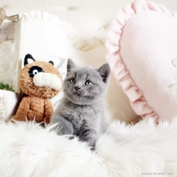 ID：2403-02430の子猫