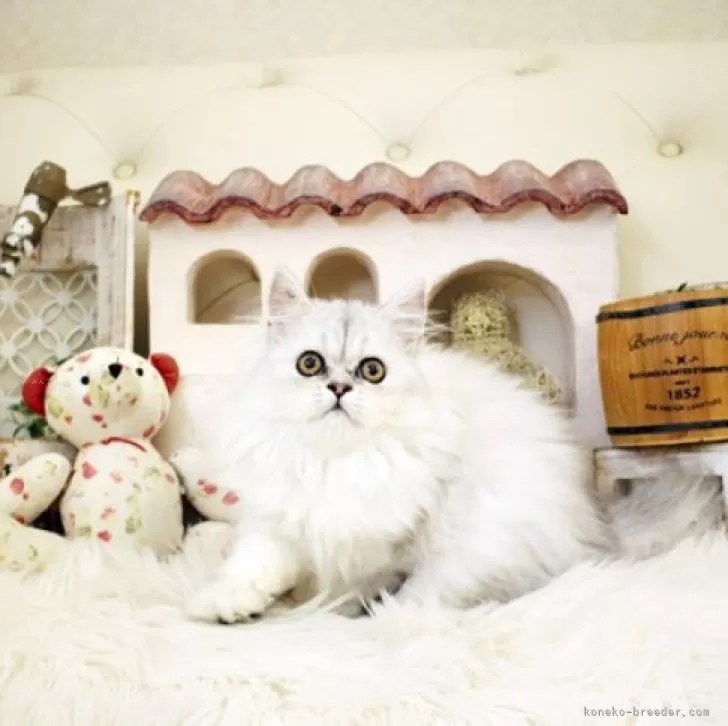 ID:2408-01876の子猫