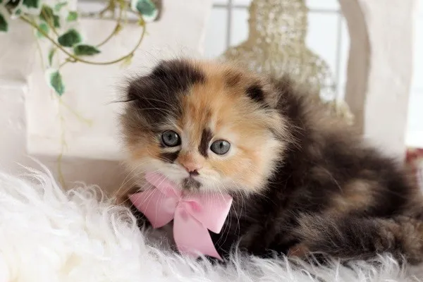 ID:1311-00065の子猫