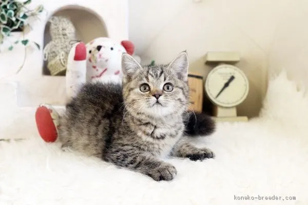 ID:2011-00817の子猫