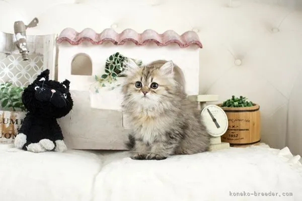 ID:2103-01231の子猫
