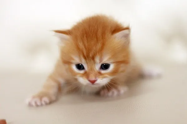 ID:1404-00020の子猫