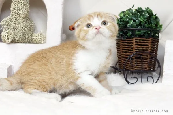 ID：1604-00528の子猫