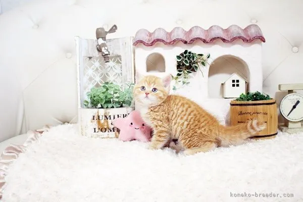 あみまんま 様のお迎えした子猫