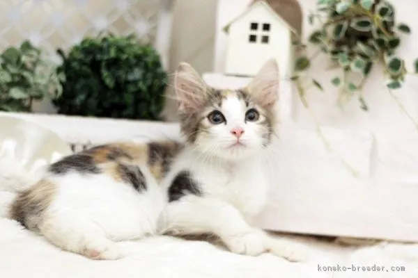 ID：1610-00602の子猫