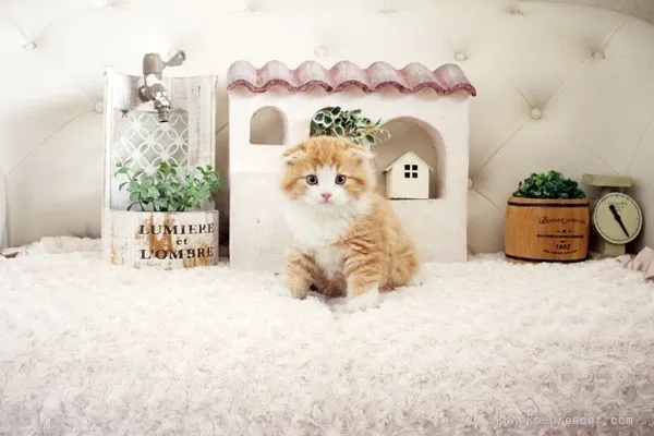 ID:2108-01840の子猫