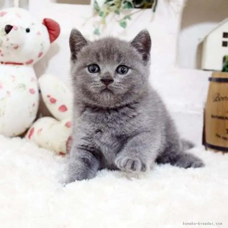 ID：2206-01907の子猫