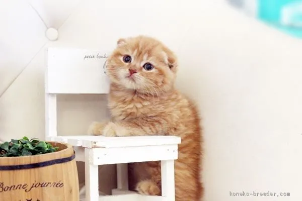 ID：2101-01144の子猫