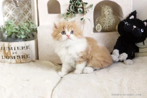 ID:2101-00515の子猫