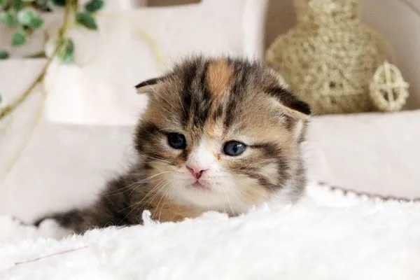 ID：1503-00139の子猫