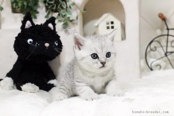ID:1810-01041の子猫