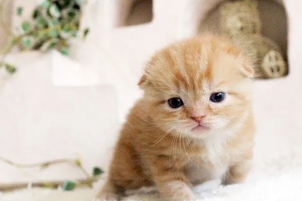 ID:1504-00320の子猫