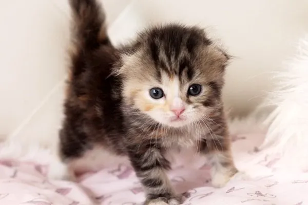 ID：1410-00168の子猫