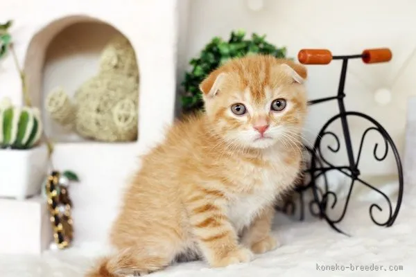 ID：1602-00142の子猫