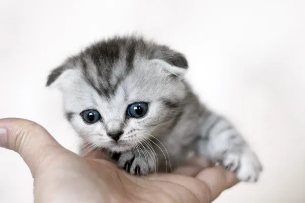 ID：1404-00125の子猫