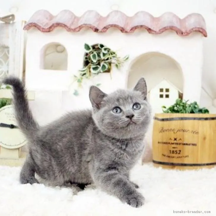 ID：2211-00766の子猫