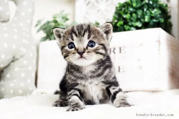ID：1611-00259の子猫