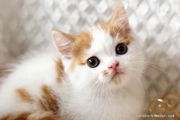 ID：1512-00015の子猫