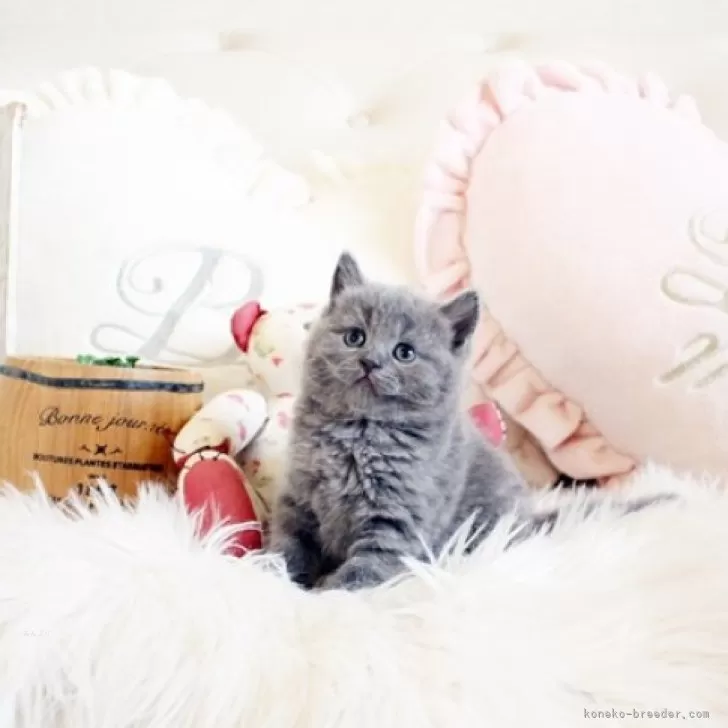 ID:2403-01843の子猫