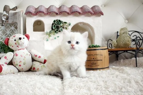 ID：2205-01104の子猫