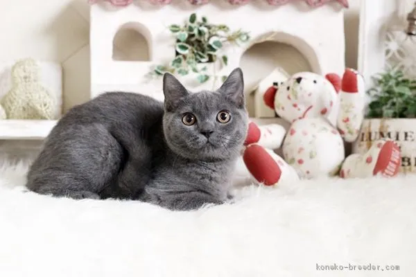 ID：2004-01901の子猫