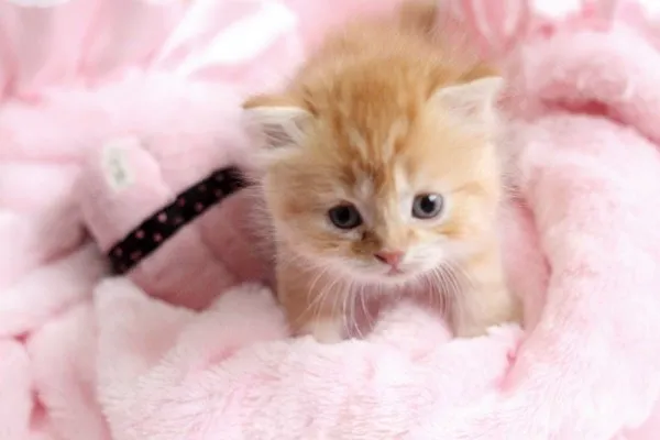 ID：1411-00334の子猫
