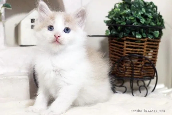 しんじ 様のお迎えした子猫