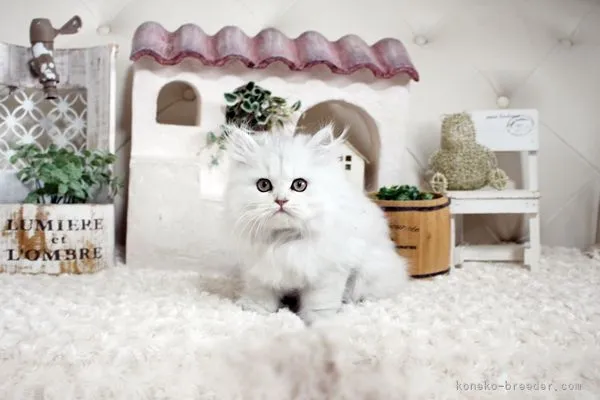 ID：2110-01217の子猫