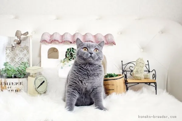 ID:2111-00848の子猫