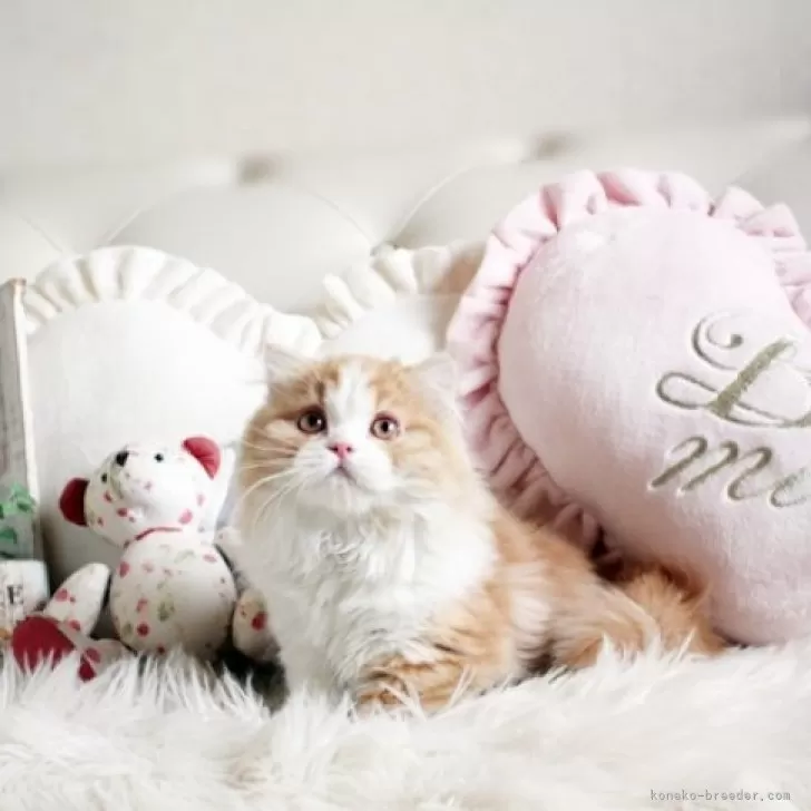 ID:2310-02605の子猫